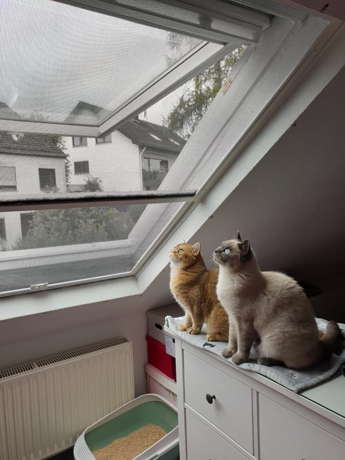 Siegel Flyscreens Fliegenfenster Dachflächenfenster